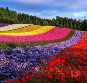 الزهور والألوان